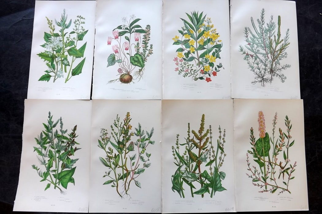 Pratt, Anne 1889 Lot of 8 Antique Botanical Prints: Chromolithograph Published 1889-91, London for "The Flowering Plants and Ferns of Great Britain" by Anne Pratt. Paper Size: 9.5 x 6 inch (24 x 16cm) Good Condition