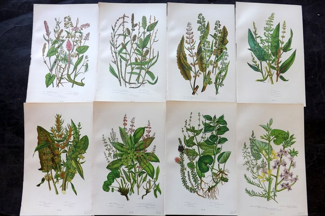 Pratt, Anne 1889 Lot of 8 Antique Botanical Prints: Chromolithograph Published 1889-91, London for "The Flowering Plants and Ferns of Great Britain" by Anne Pratt. Paper Size: 9.5 x 6 inch (24 x 16cm) Good Condition
