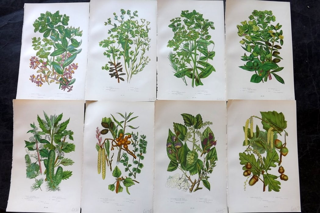 Pratt, Anne 1889 Lot of 8 Antique Botanical Prints: Chromolithograph Published 1889-91, London for "The Flowering Plants and Ferns of Great Britain" by Anne Pratt. Paper Size: 9.5 x 6 inch (24 x 16cm) Good Condition