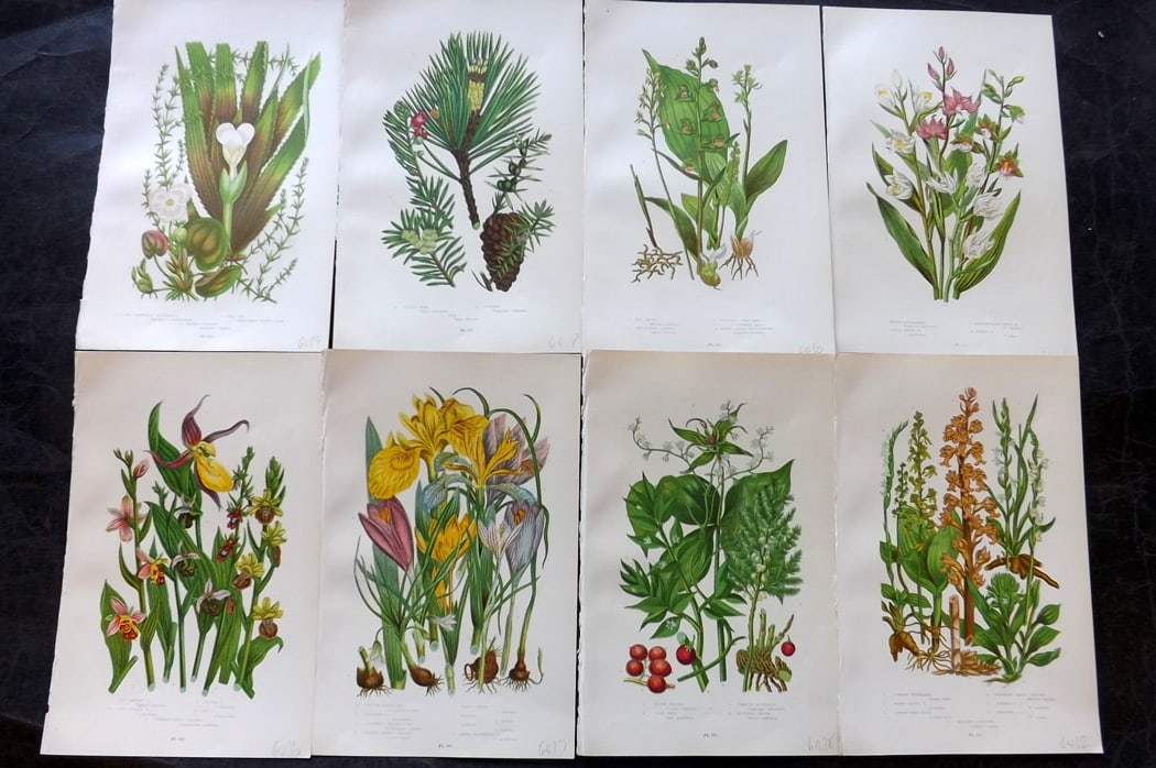 Pratt, Anne 1889 Lot of 8 Antique Botanical Prints: Chromolithograph Published 1889-91, London for "The Flowering Plants and Ferns of Great Britain" by Anne Pratt. Paper Size: 9.5 x 6 inch (24 x 16cm) Good Condition
