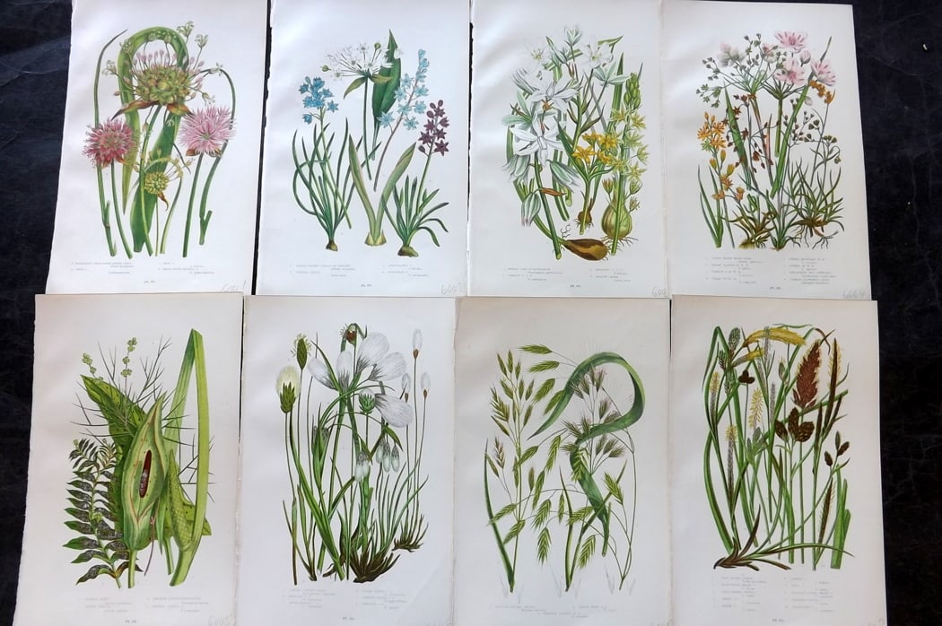 Pratt, Anne 1889 Lot of 8 Antique Botanical Prints: Chromolithograph Published 1889-91, London for "The Flowering Plants and Ferns of Great Britain" by Anne Pratt. Paper Size: 9.5 x 6 inch (24 x 16cm) Good Condition