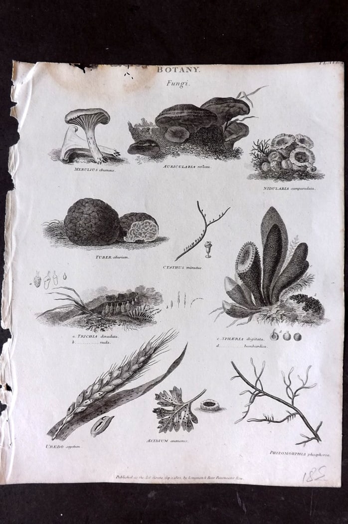 Rees, Abraham 1820 Antique Botanical Print. Fungi Mushrooms (1 of 1)