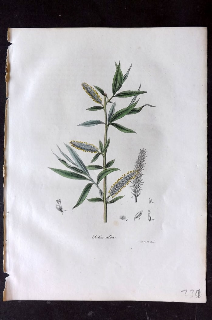 Woodville, William 1832 Hand Col Botanical Print. Common White Willow: Hand Colored Etching Published 1832, London for "Medical Botany" Third Edition by William Woodville. Paper Size: 10 x 7.5 inch (25 x 19cm) Good Condition