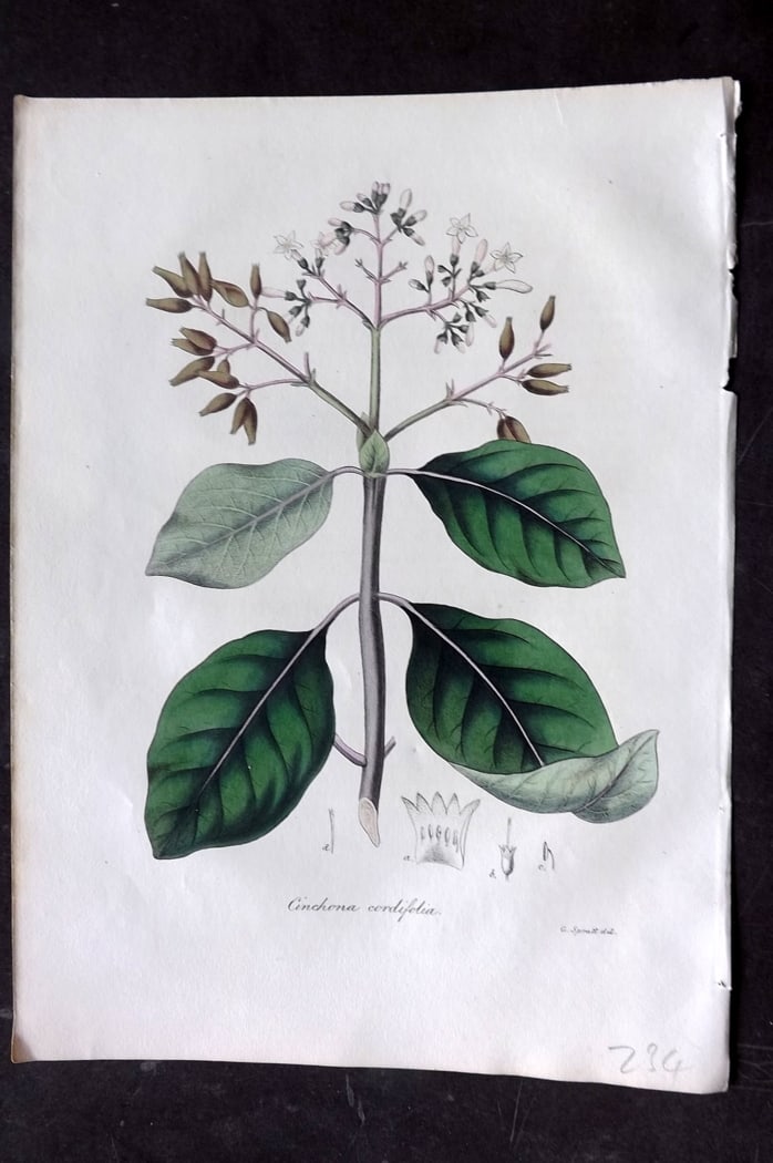 Woodville, William 1832 Hand Col Botanical Print. Cinchona Cordifolia (1 of 1)
