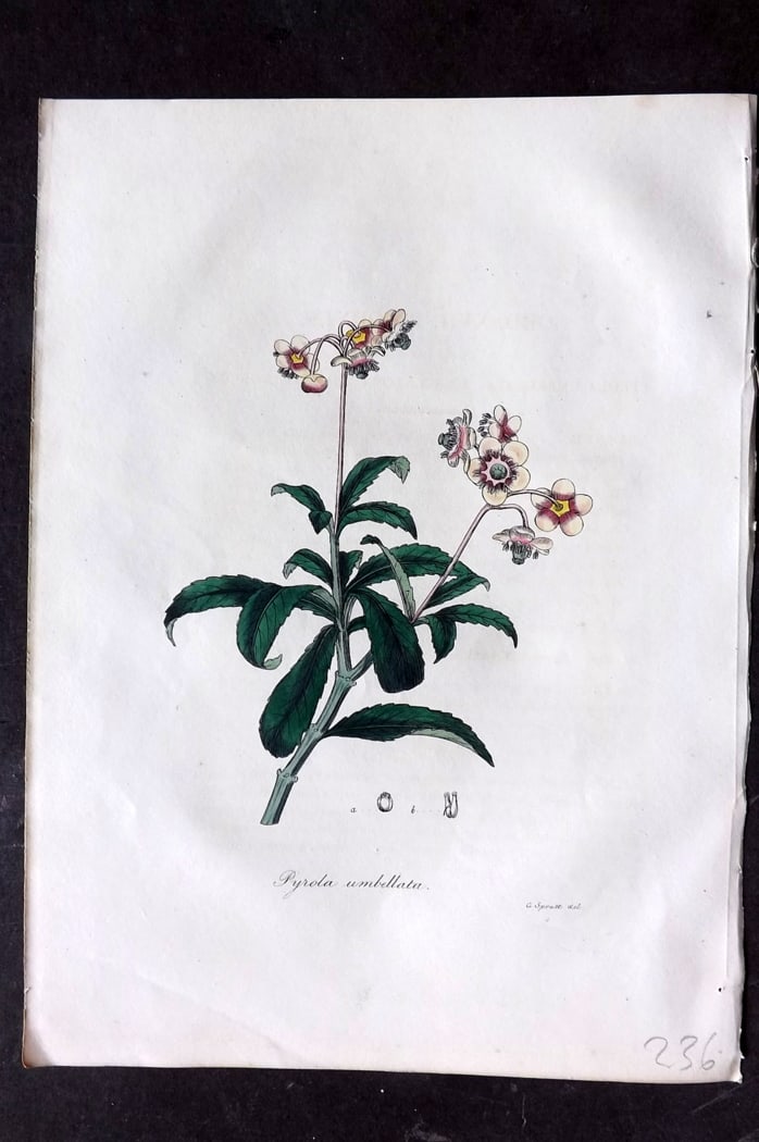 Woodville, William 1832 Hand Col Botanical Print. Umbel Flowered Winter Green: Hand Colored Etching Published 1832, London for "Medical Botany" Third Edition by William Woodville. Paper Size: 10 x 7.5 inch (25 x 19cm) Good Condition
