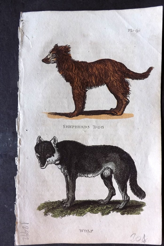 Brightly (Pub) 1811 Hand Col Print. Shepherds Dog, Wolf: Hand Colored Copper Plate Published 1811 by Brightly & Co, Bungay for "The Natural History of Quadrupeds and Cetaceous Animals" Various Authors - Many images taken from George Shaw's "General Zoology"