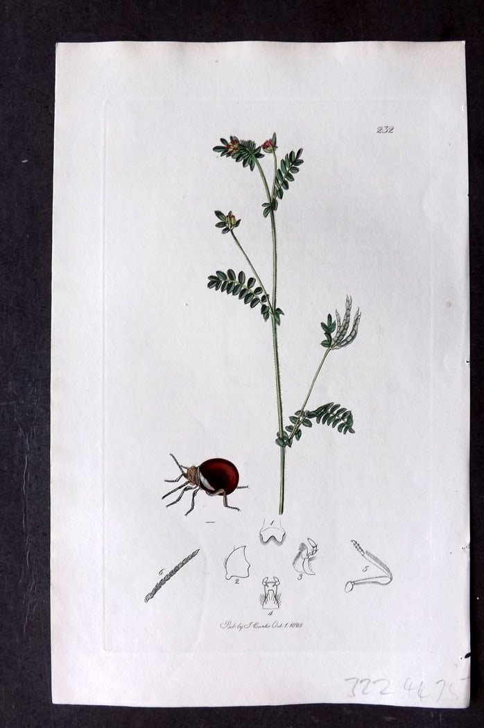 Curtis, William 1828 Hand Col Insect Botanical Print. Mezium Sulcatum 232: Hand Colored Etching Published 1823-39, London for "British Entomology: Being Illustrations and Descriptions of the Genera of Insects found in Great Britain and Ireland" First Edition by John Curtis. 