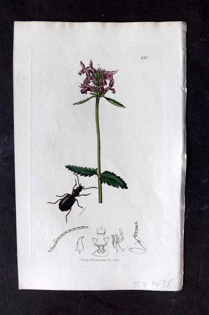 Curtis, William 1828 Hand Col Insect Botanical Print. Tarus Basalis 235: Hand Colored Etching Published 1823-39, London for "British Entomology: Being Illustrations and Descriptions of the Genera of Insects found in Great Britain and Ireland" First Edition by John Curtis. 