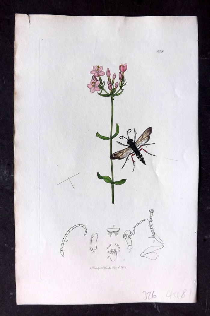 Curtis, William 1828 Hand Col Insect Botanical Print. Pompilus Rufipes: Hand Colored Etching Published 1823-39, London for "British Entomology: Being Illustrations and Descriptions of the Genera of Insects found in Great Britain and Ireland" First Edition by John Curtis. 