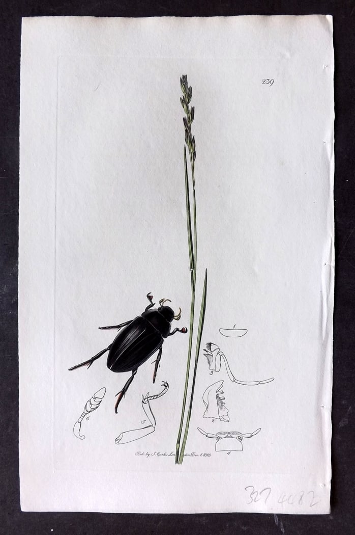 Curtis, William 1828 Hand Col Insect Botanical Print. Hydrous Piceus 239: Hand Colored Etching Published 1823-39, London for "British Entomology: Being Illustrations and Descriptions of the Genera of Insects found in Great Britain and Ireland" First Edition by John Curtis. 