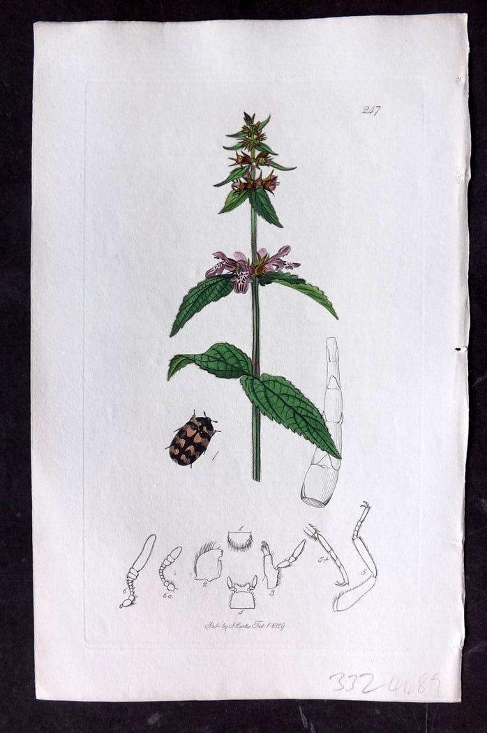 Curtis, William 1828 Hand Col Insect Botanical Print. Attagenus Trifasciatus 247: Hand Colored Etching Published 1823-39, London for "British Entomology: Being Illustrations and Descriptions of the Genera of Insects found in Great Britain and Ireland" First Edition by John Curtis. 