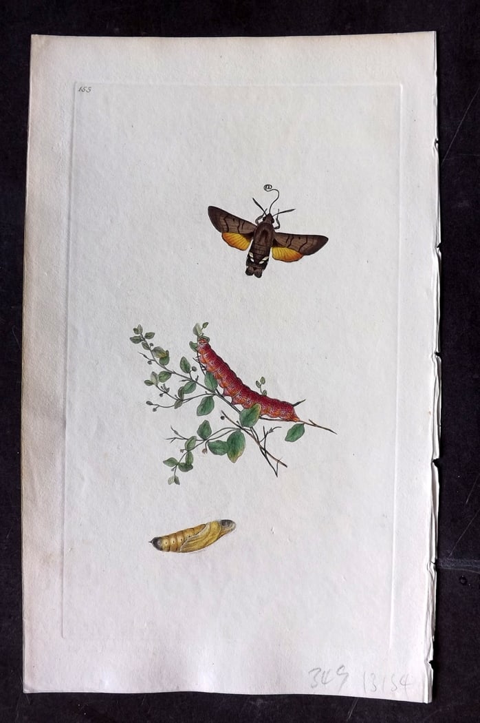 Donovan, Edward C1800 HCol Print. Humming Bird Hawk Moth 155: Hand Colored Etching Published 1796-1813, London for "The Natural History of British Insects" by Edward Donovan. With accompanying descriptive text. Paper Size: 9.5 x 6 inch (24 x 15cm) Good Condition