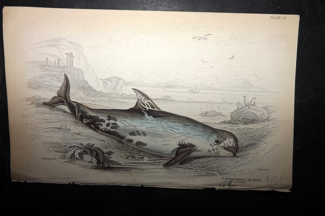 Jardine, William C1840 Hand Col Print. Globicephalus of Risso 18: Hand Colored Steel Engraving/Etching Published 1833-43 by W.H.Lizars, Edinburgh for "The Naturalist's Library" by Sir William Jardine. Paper Size: 6.5 x 4.25 inch (16.5 x 11cm) Good Condition