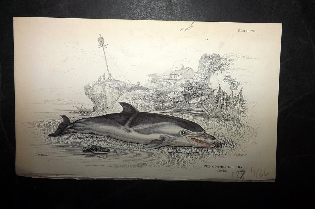 Jardine, William C1840 Hand Col Print. Common Dolphin 23: Hand Colored Steel Engraving/Etching Published 1833-43 by W.H.Lizars, Edinburgh for "The Naturalist's Library" by Sir William Jardine. Paper Size: 6.5 x 4.25 inch (16.5 x 11cm) Good Condition