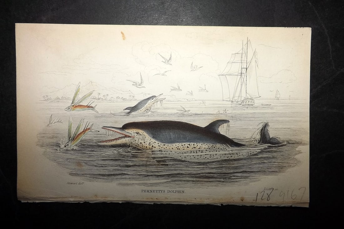Jardine, William C1840 Hand Col Print. Pernetty's Dolphin 24: Hand Colored Steel Engraving/Etching Published 1833-43 by W.H.Lizars, Edinburgh for "The Naturalist's Library" by Sir William Jardine. Paper Size: 6.5 x 4.25 inch (16.5 x 11cm) Good Condition
