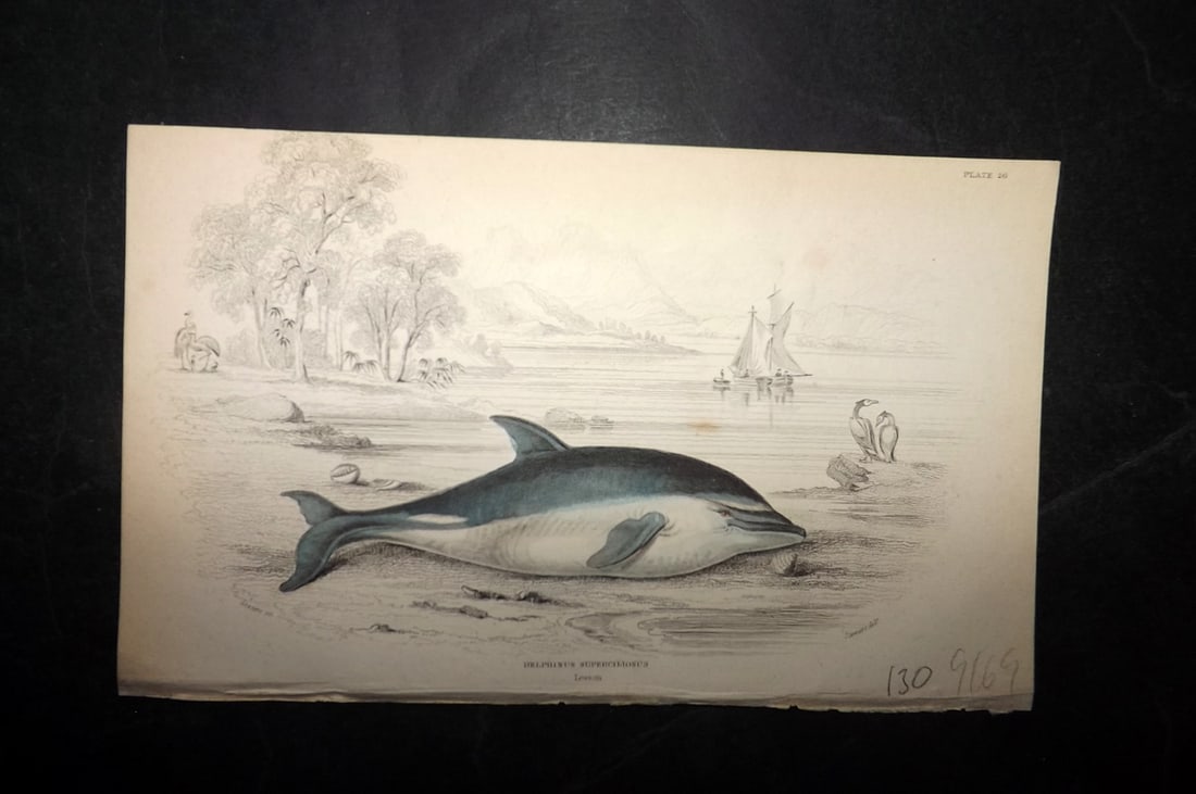 Jardine, William C1840 Hand Col Print. Delphinus Superciliosus 26 (1 of 1)