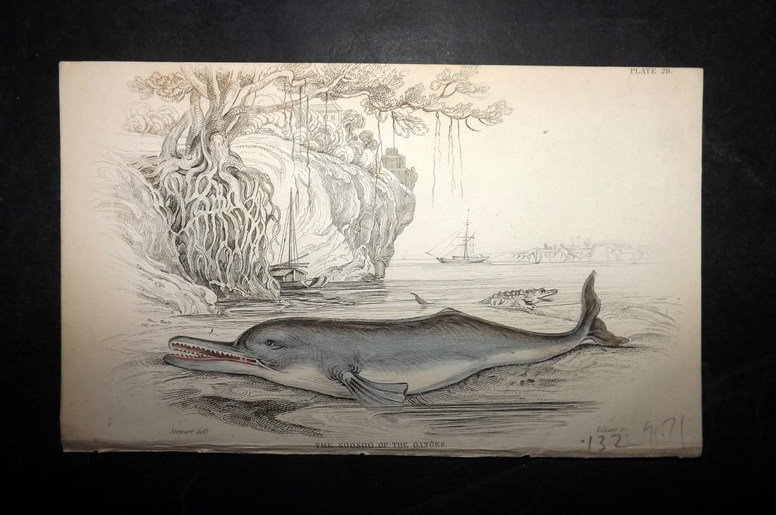 Jardine, William C1840 Hand Col Print. Soosoo of the Ganges 28: Hand Colored Steel Engraving/Etching Published 1833-43 by W.H.Lizars, Edinburgh for "The Naturalist's Library" by Sir William Jardine. Paper Size: 6.5 x 4.25 inch (16.5 x 11cm) Good Condition