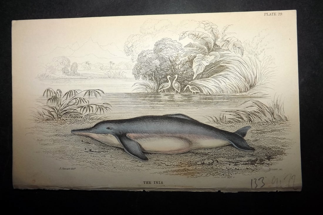 Jardine, William C1840 Hand Col Print. Inia 29: Hand Colored Steel Engraving/Etching Published 1833-43 by W.H.Lizars, Edinburgh for "The Naturalist's Library" by Sir William Jardine. Paper Size: 6.5 x 4.25 inch (16.5 x 11cm) Good Condition