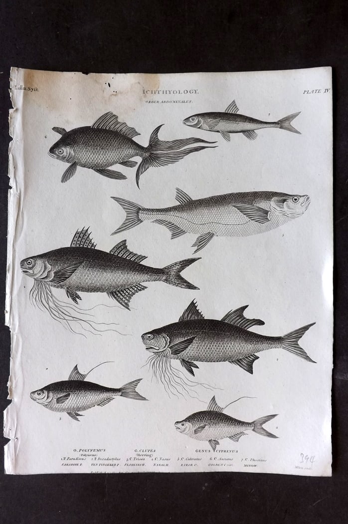 Rees, Abraham 1820 Antique Fish Print. Herring, Polyneme, Cyprinus Carp: Copper Plate Published 1802-20 by Longman, Hurst, Rees & Orme for "The Cycloaedia: or, Universal dictionary of arts, sciences, and literature" By Abraham Rees. Paper Size: 10.5 x 8.5 inch (27 x 22cm) 