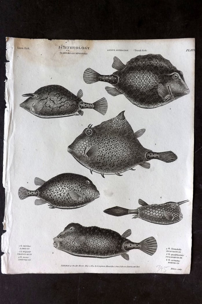 Rees, Abraham 1820 Antique Fish Print. Trunk Fish: Copper Plate Published 1802-20 by Longman, Hurst, Rees & Orme for "The Cycloaedia: or, Universal dictionary of arts, sciences, and literature" By Abraham Rees. Paper Size: 10.5 x 8.5 inch (27 x 22cm) 
