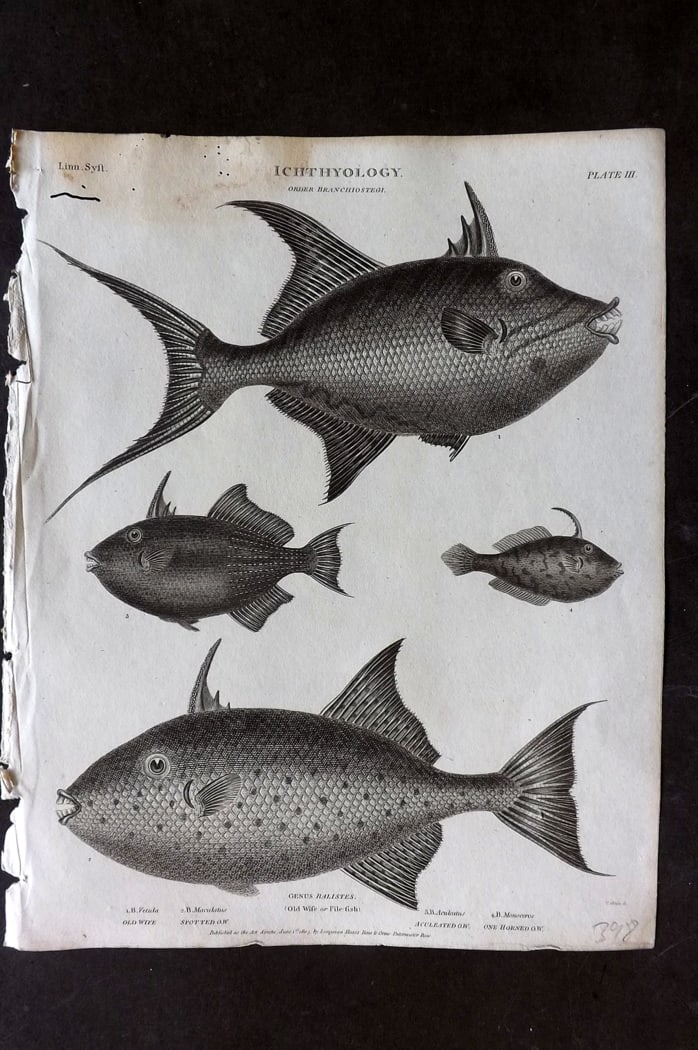 Rees, Abraham 1820 Antique Fish Print. Old Wife or File Fish (1 of 1)