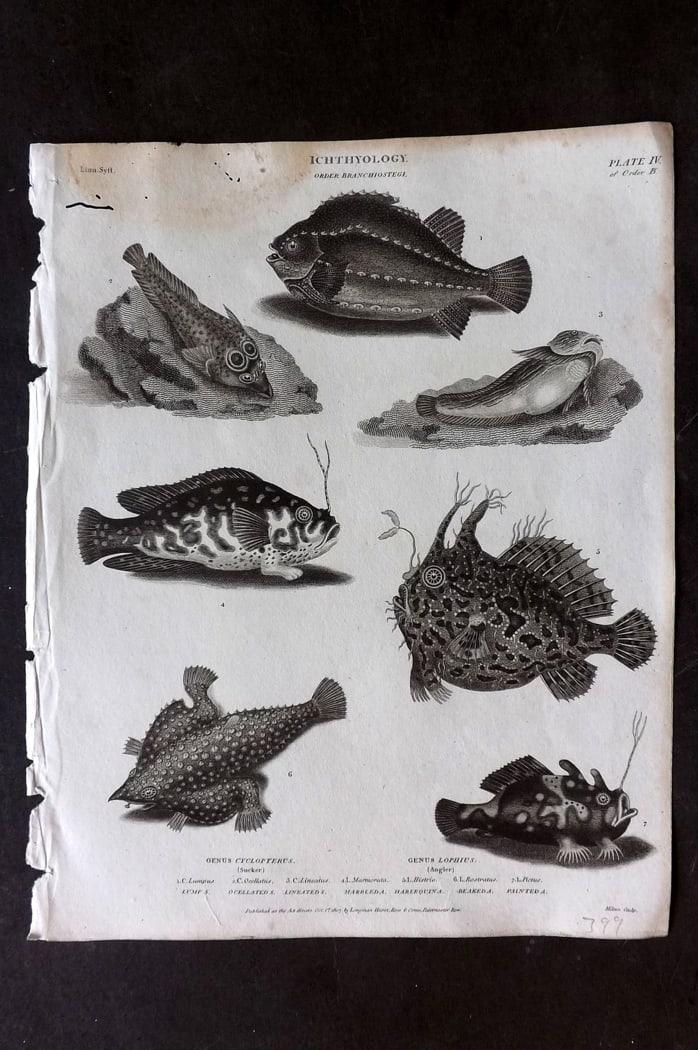 Rees, Abraham 1820 Antique Fish Print. Sucker, Angler Monkfish: Copper Plate Published 1802-20 by Longman, Hurst, Rees & Orme for "The Cycloaedia: or, Universal dictionary of arts, sciences, and literature" By Abraham Rees. Paper Size: 10.5 x 8.5 inch (27 x 22cm) 