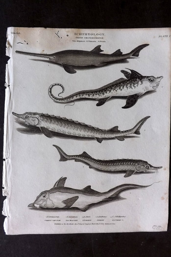 Rees, Abraham 1820 Antique Fish Print. Sawfish, Sea Monster, Sturgeon, Sterlet (1 of 1)