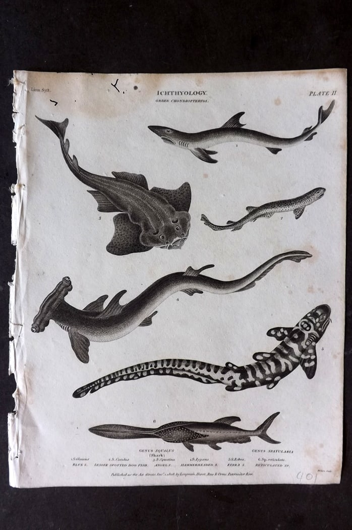 Rees, Abraham 1820 Antique Fish Print. Hammerhead Shark, Dog Fish, Angel & Blue Shark: Copper Plate Published 1802-20 by Longman, Hurst, Rees & Orme for "The Cycloaedia: or, Universal dictionary of arts, sciences, and literature" By Abraham Rees. Paper Size: 10.5 x 8.5 inch (27 x 22cm) 