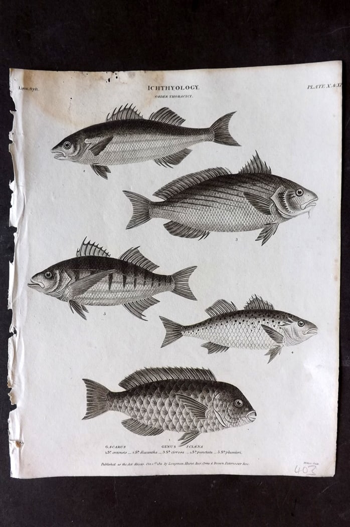 Rees, Abraham 1820 Antique Fish Print. Scarus, Sciaena: Copper Plate Published 1802-20 by Longman, Hurst, Rees & Orme for "The Cycloaedia: or, Universal dictionary of arts, sciences, and literature" By Abraham Rees. Paper Size: 10.5 x 8.5 inch (27 x 22cm) 
