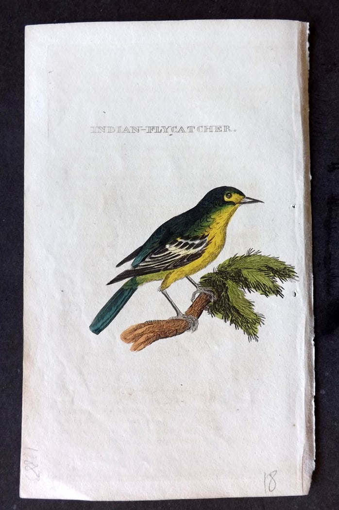 Brightly (Pub) 1815 Hand Coloured Bird Print. Indian Flycatcher (1 of 1)