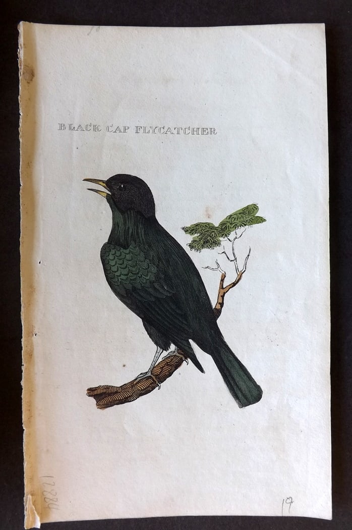 Brightly (Pub) 1815 Hand Coloured Bird Print. Black Cap Flycatcher: Hand Colored Copper Plate Published 1815 by Brightly & Childs, Bungay for "The Natural History of Birds" Paper Size: 8 x 4.25 inch (20 x 14cm) Very minor background toning. Good Condition