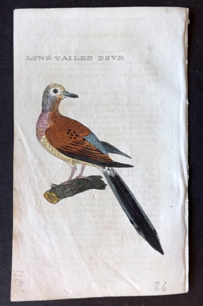Brightly (Pub) 1815 Hand Coloured Bird Print. Long Tailed Dove: Hand Colored Copper Plate Published 1815 by Brightly & Childs, Bungay for "The Natural History of Birds" Paper Size: 8 x 4.25 inch (20 x 14cm) Minor toning/text offsetting, otherwise Good Condition