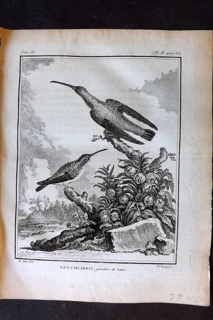 Buffon, Comte de 1779 Antique Bird Print - 1st Ed. Les Colibris 06-02 (1 of 1)