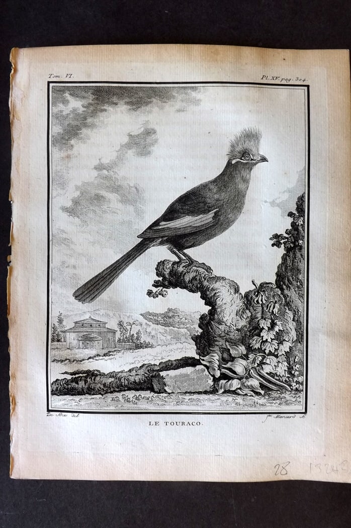 Buffon, Comte de 1779 Antique Bird Print - 1st Ed. Le Couroucou 06-14: Copper Plate Published 1770-85 Imprimerie Royale, Paris for "Histoire Naturelle des Oiseaux" First Edition by Georges-Louis Leclerc, Comte de Buffon. Paper Size: 10 x 8 inch (25 x 20cm) Good Condition