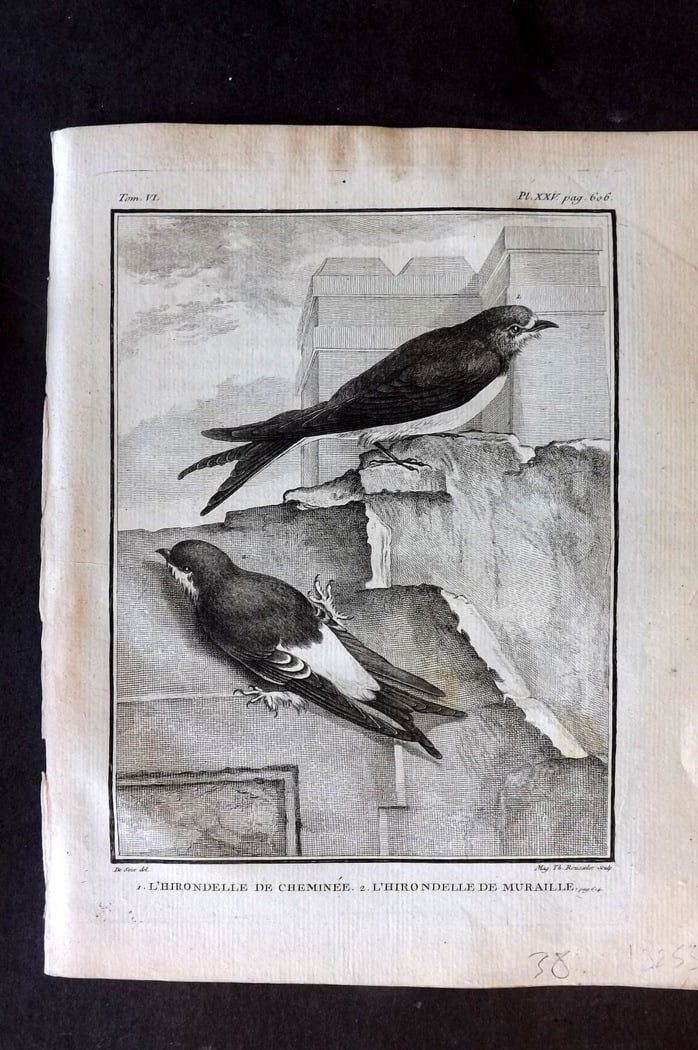 Buffon, Comte de 1779 Antique Bird Print - 1st Ed. L'Hirondelle de Cheminee & Muraille 06-25: Copper Plate Published 1770-85 Imprimerie Royale, Paris for "Histoire Naturelle des Oiseaux" First Edition by Georges-Louis Leclerc, Comte de Buffon. Paper Size: 10 x 8 inch (25 x 20cm) Good Condition
