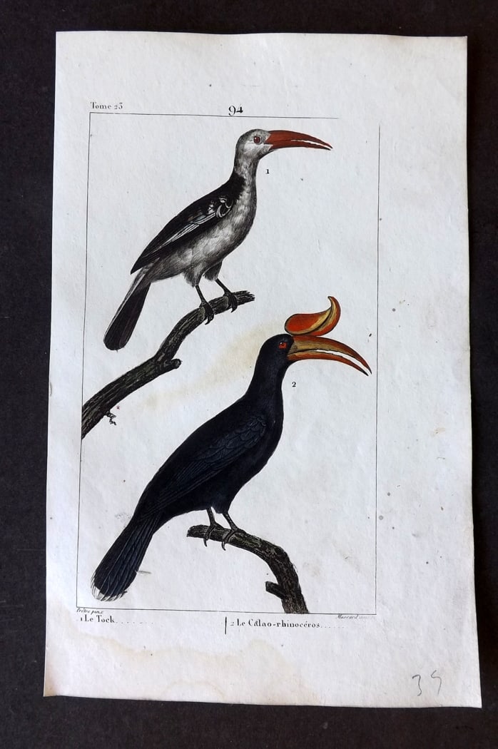 Buffon & Lacepede 1819 Hand Col Bird Print. Hornbills: Hand Colored Etching with Engraving Published 1819-22, Paris for "Oeuvres compl?tes de Buffon" by the Comte de Buffon and Bernard Germain de Lacepede. Paper Size: 8 x 5 inch (20 x 13cm) Minor backgrou