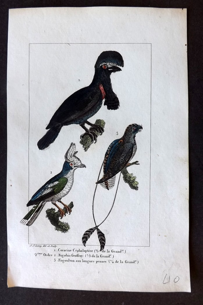 Buffon & Lacepede 1819 Hand Col Bird Print. Umbrellabird etc (1 of 1)