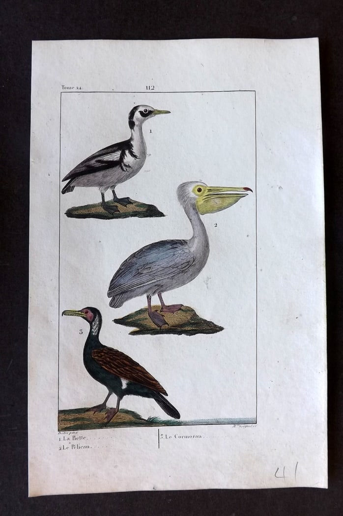 Buffon & Lacepede 1819 Hand Col Bird Print. Pelican etc (1 of 1)