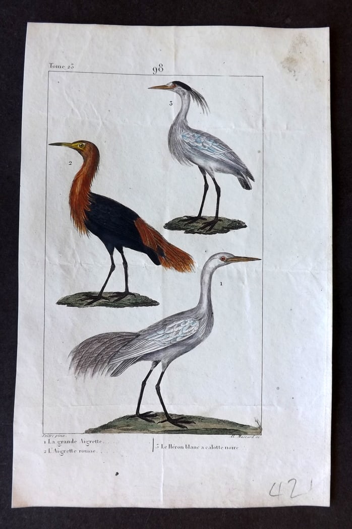 Buffon & Lacepede 1819 Hand Col Bird Print. Herons: Hand Colored Etching with Engraving Published 1819-22, Paris for "Oeuvres compl?tes de Buffon" by the Comte de Buffon and Bernard Germain de Lacepede. Paper Size: 8 x 5 inch (20 x 13cm) Very minor mar
