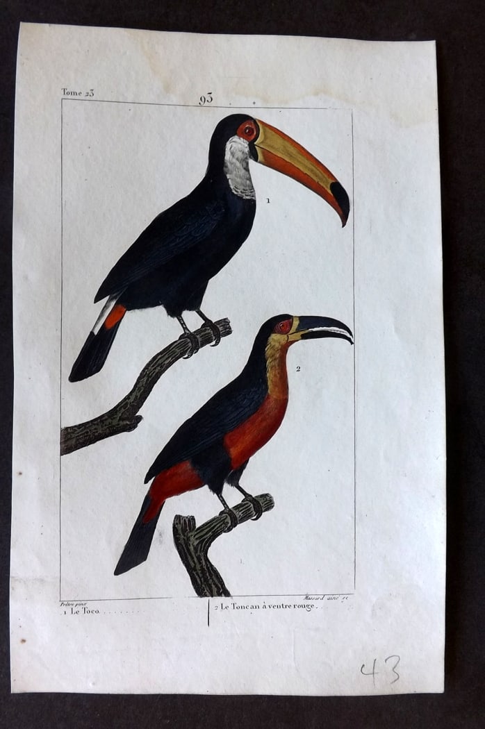 Buffon & Lacepede 1819 Hand Col Bird Print. Toucans: Hand Colored Etching with Engraving Published 1819-22, Paris for "Oeuvres compl?tes de Buffon" by the Comte de Buffon and Bernard Germain de Lacepede. Paper Size: 8 x 5 inch (20 x 13cm) ater stain in 