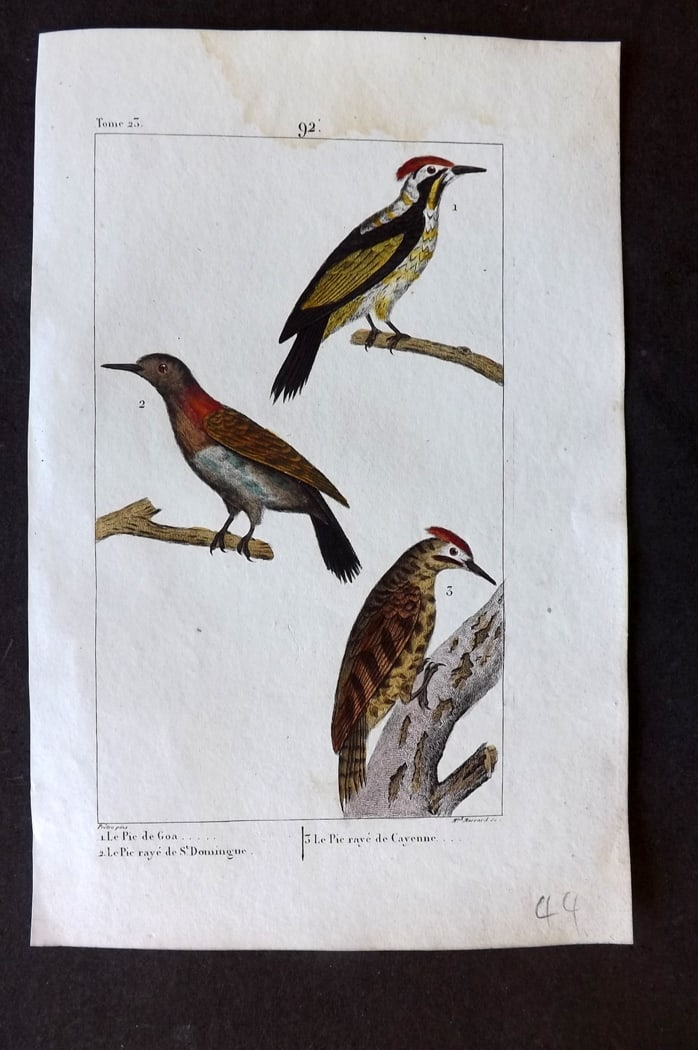 Buffon & Lacepede 1819 Hand Col Bird Print. Woodpeckers: Hand Colored Etching with Engraving Published 1819-22, Paris for "Oeuvres compl?tes de Buffon" by the Comte de Buffon and Bernard Germain de Lacepede. Paper Size: 8 x 5 inch (20 x 13cm) ater stain in 