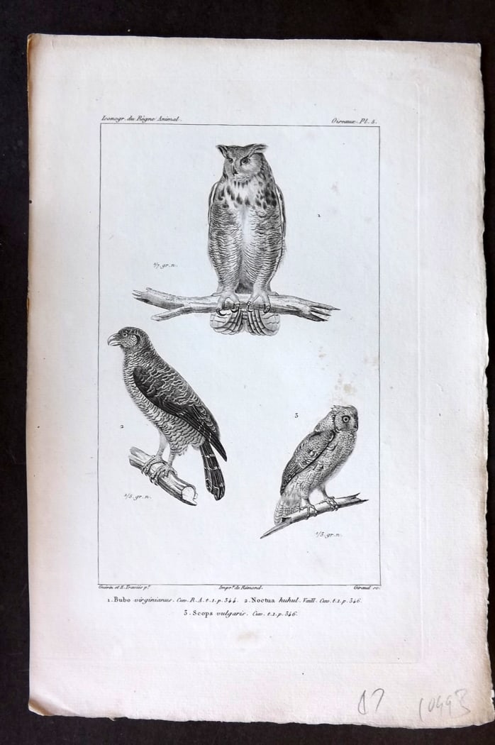 Cuvier, Baron C1830 Antique Bird Print. Bubo, Noctua, Scops. Owls - Virginia etc 05: Steel Engraving Published 1829-44, Paris for "Iconographie du regne animal de G. Cuvier" by the Baron Cuvier. Paper Size: 9.5 x 6 inch (24 x 16cm) Very minor toning, otherwise Good Condition
