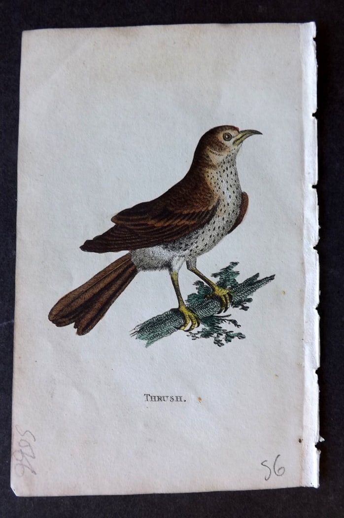 Holloway, William 1804 Hand Col Bird Print. Thrush (1 of 1)
