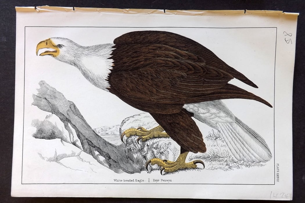 Goldsmith, Oliver C1850 Hand Col Bird Print. White Headed Eagle 38 (1 of 1)