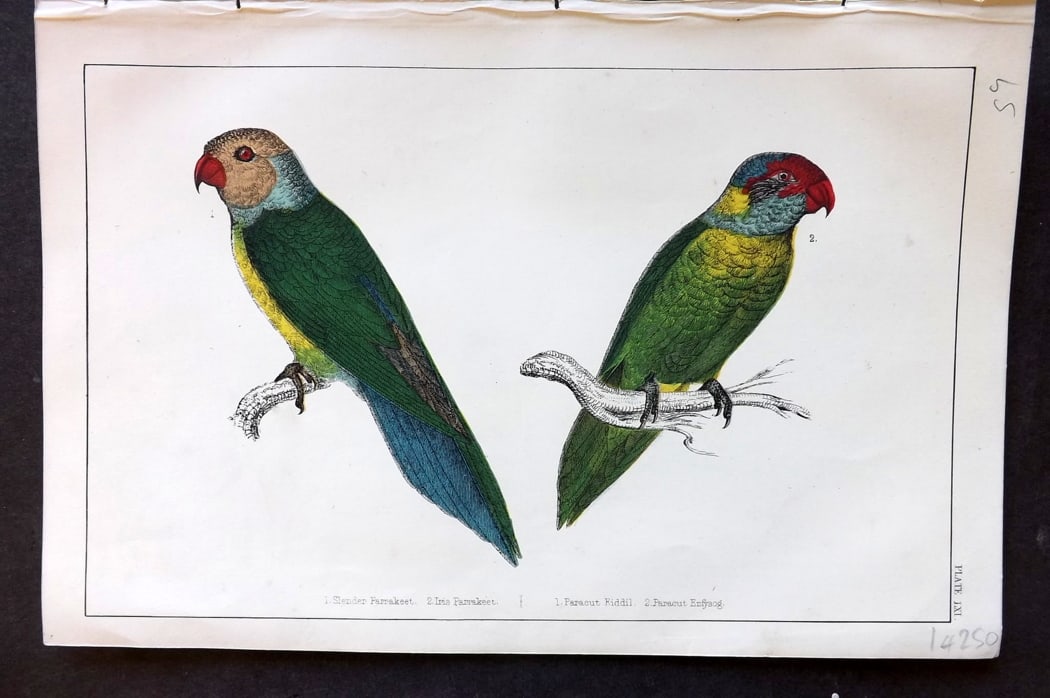 Goldsmith, Oliver C1850 Hand Col Bird Print. Slender & Iris Parrakeet 61 (1 of 1)