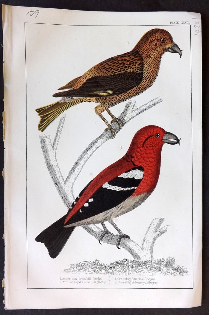 Goldsmith, Oliver C1850 Hand Col Bird Print. American & White Winged Crossbill 34 (1 of 1)