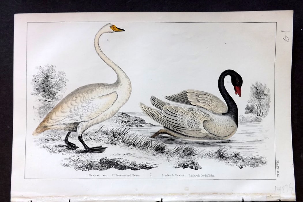 Goldsmith, Oliver C1850 Hand Col Bird Print. Bewick's & Black Necked Swan 29 (1 of 1)