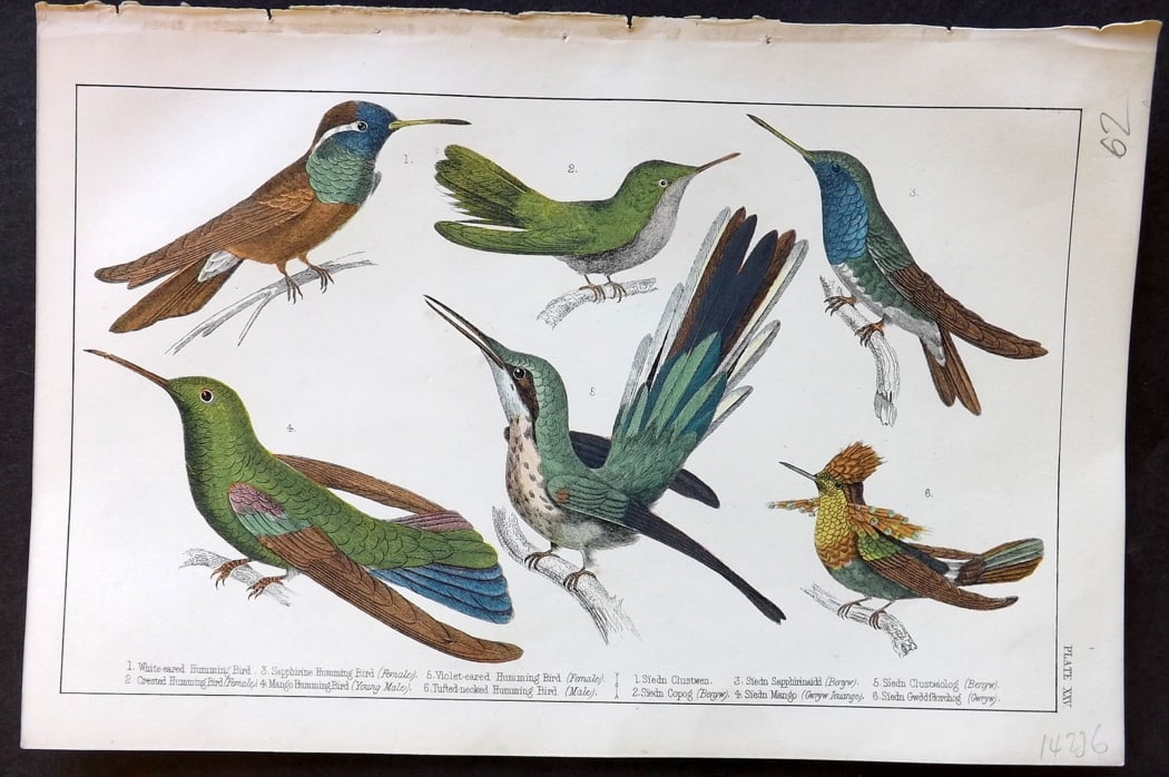 Goldsmith, Oliver C1850 Hand Col Bird Print. Hummingbirds 25: Hand Colored Etching/Engraving Published C1850 by A. Fullarton & Co., London for "A History of the Earth and Animated Nature" by Oliver Goldsmith. Paper Size: 10 x 6 inch (25 x 16cm) Good Condition