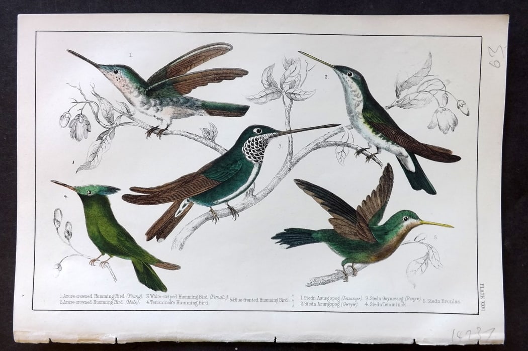 Goldsmith, Oliver C1850 Hand Col Bird Print. Hummingbirds 26: Hand Colored Etching/Engraving Published C1850 by A. Fullarton & Co., London for "A History of the Earth and Animated Nature" by Oliver Goldsmith. Paper Size: 10 x 6 inch (25 x 16cm) Good Condition