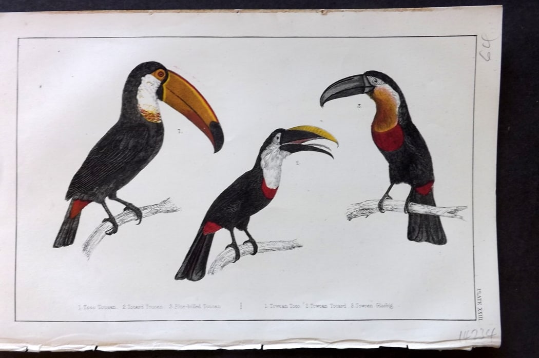 Goldsmith, Oliver C1850 Hand Col Bird Print. Toco, Tocard & Blue Billes Toucans 23 (1 of 1)